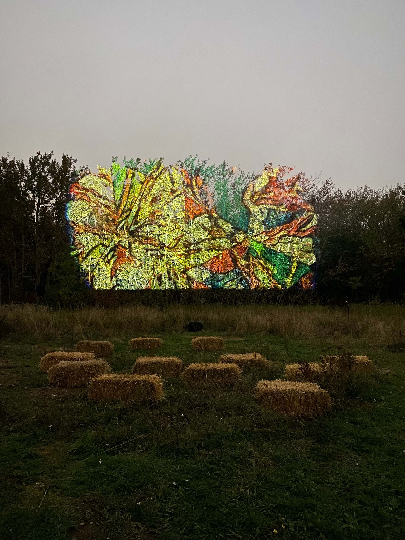 Les arbres nous parlent Projection en plein air Ville de